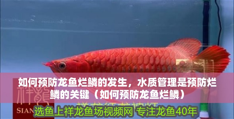 龍魚干蝦有營養(yǎng)嗎 如何預(yù)防龍魚爛鱗的發(fā)生,水質(zhì)管理是預(yù)防爛鱗的關(guān)鍵(如何預(yù)防龍魚爛鱗) 龍魚百科 如何預(yù)防龍魚爛鱗的發(fā)生,水質(zhì)管理是預(yù)防爛鱗的關(guān)鍵(如何預(yù)防龍魚爛鱗) 如何預(yù)防龍魚爛鱗的發(fā)生,水質(zhì)管理是預(yù)防爛鱗的關(guān)鍵(如何預(yù)防龍魚爛鱗) 龍魚百科