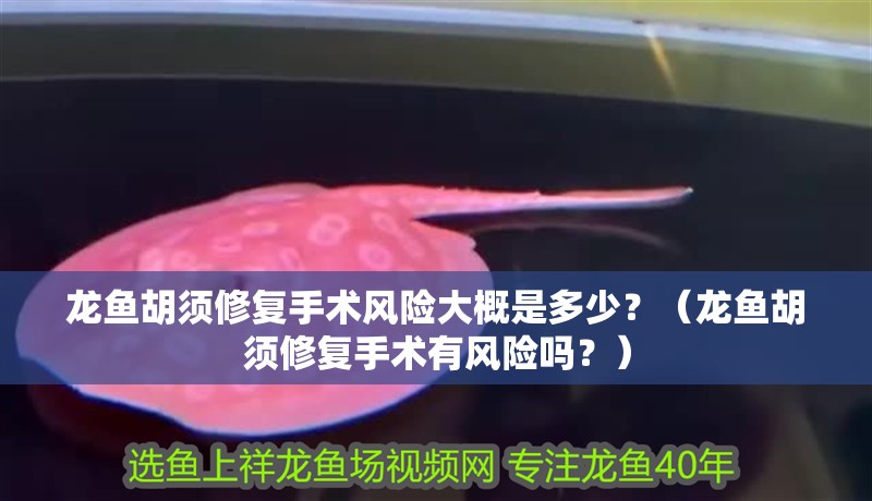 龍魚胡須修復(fù)手術(shù)風(fēng)險大概是多少？（龍魚胡須修復(fù)手術(shù)有風(fēng)險嗎？）