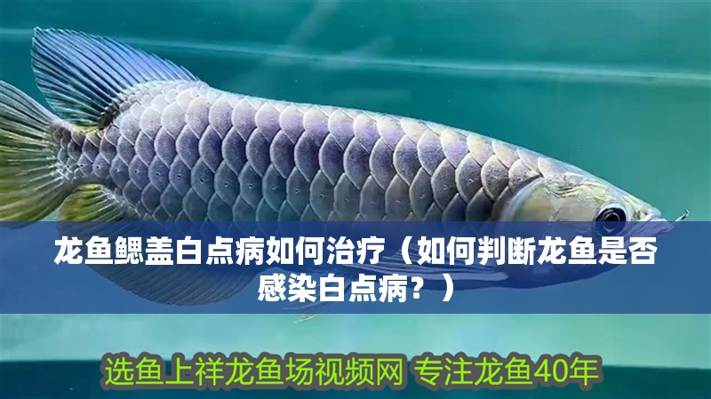 龍魚鰓蓋白點病如何治療（如何判斷龍魚是否感染白點病？）