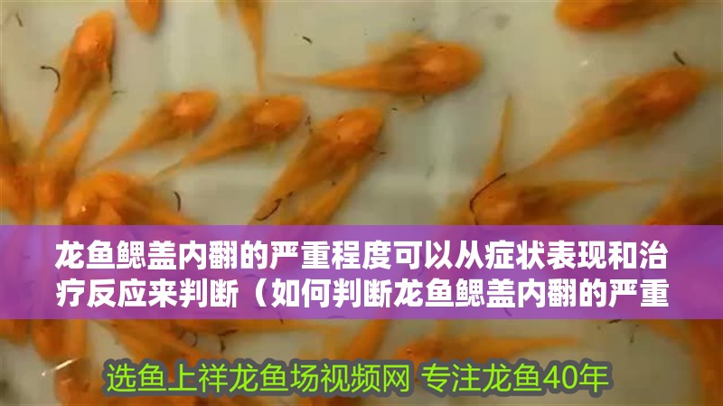 龍魚鰓蓋內翻的嚴重程度可以從癥狀表現和治療反應來判斷（如何判斷龍魚鰓蓋內翻的嚴重程度）