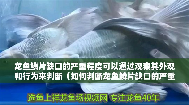 龍魚鱗片缺口的嚴(yán)重程度可以通過觀察其外觀和行為來判斷（如何判斷龍魚鱗片缺口的嚴(yán)重性）