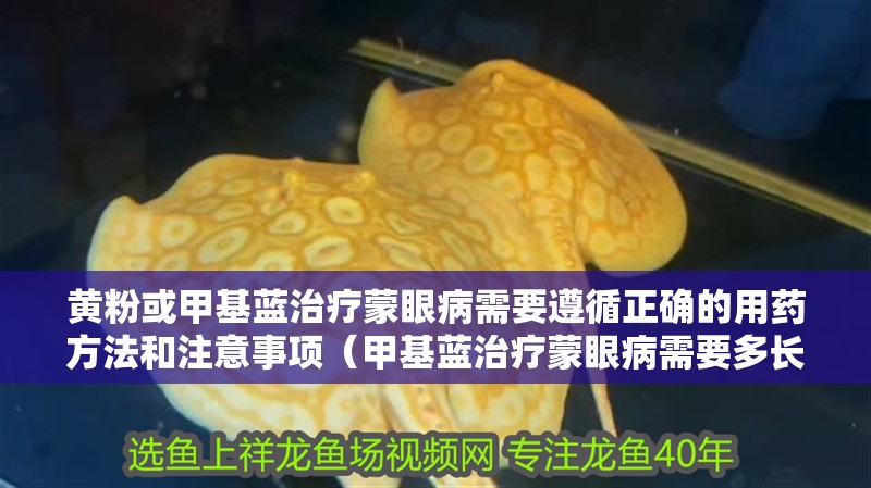 黃粉或甲基藍治療蒙眼病需要遵循正確的用藥方法和注意事項（甲基藍治療蒙眼病需要多長時間？） 黃粉或甲基藍治療蒙眼病需要遵循正確的用藥方法和注意事項（甲基藍治療蒙眼病需要多長時間？） 龍魚百科