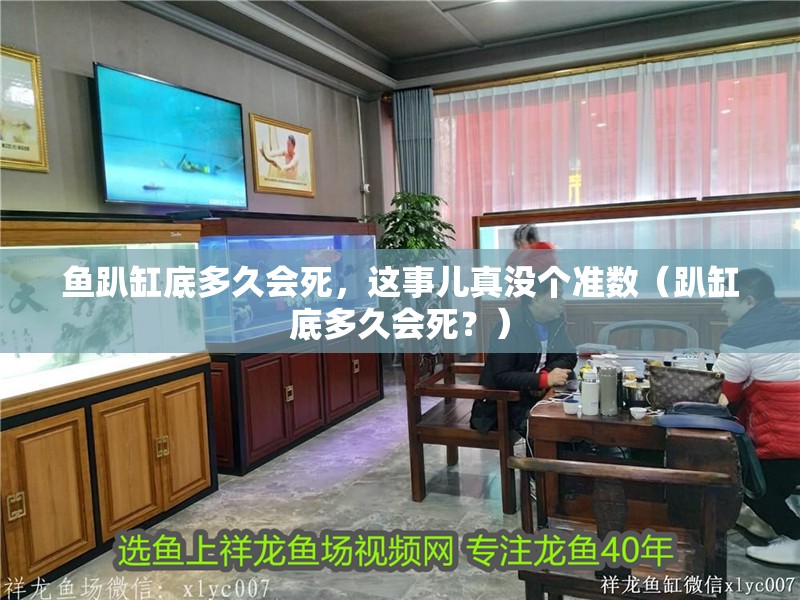 魚趴缸底多久會死，這事兒真沒個準數（趴缸底多久會死？）