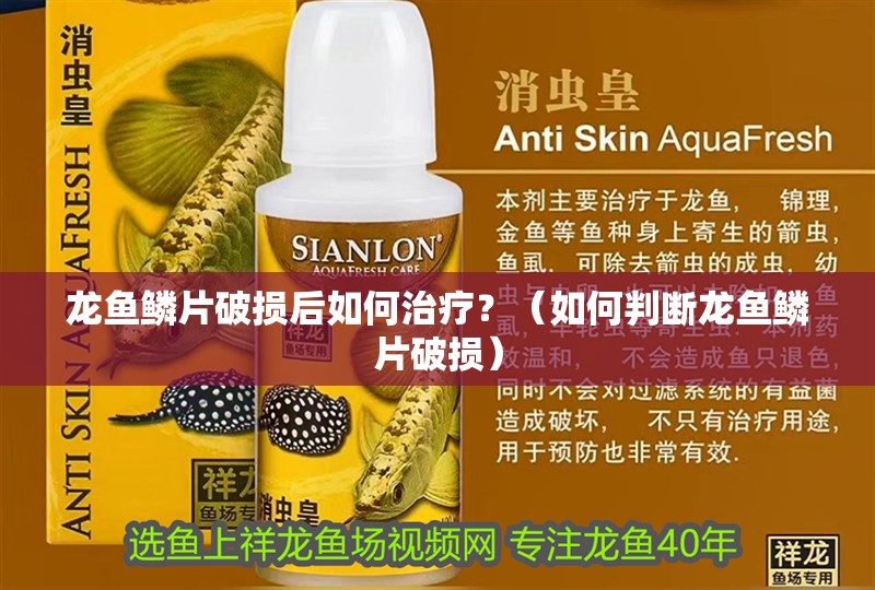 龍魚鱗片破損后如何治療？（如何判斷龍魚鱗片破損）