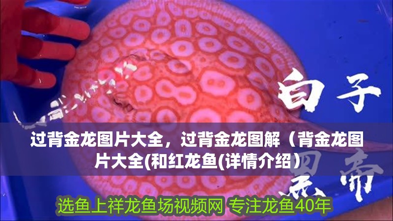 龍魚干蝦有營(yíng)養(yǎng)嗎 過背金龍圖片大全,過背金龍圖解(背金龍圖片大全(和紅龍魚(詳情介紹) 觀賞魚百科 過背金龍圖片大全,過背金龍圖解(背金龍圖片大全(和紅龍魚(詳情介紹) 過背金龍圖片大全,過背金龍圖解(背金龍圖片大全(和紅龍魚(詳情介紹) 觀賞魚百科