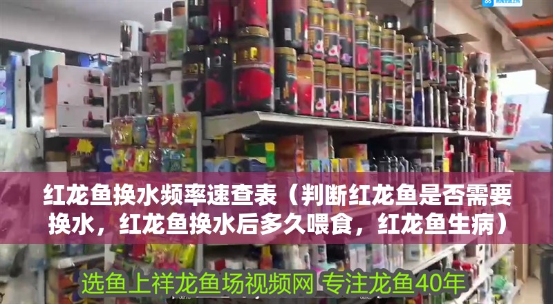 紅龍魚換水頻率速查表（判斷紅龍魚是否需要換水，紅龍魚換水后多久喂食，紅龍魚生病）