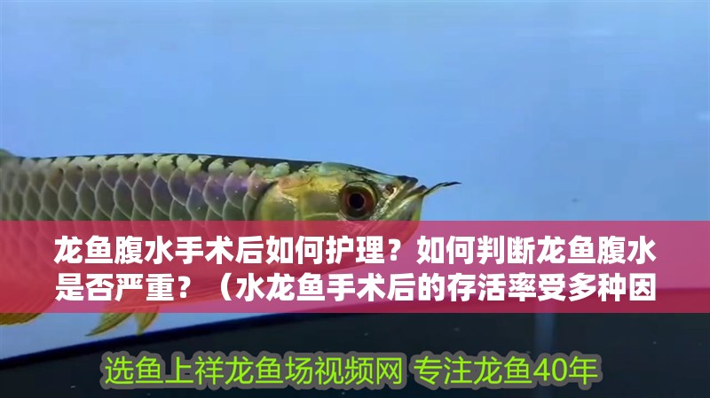 龍魚腹水手術(shù)后如何護理？如何判斷龍魚腹水是否嚴(yán)重？（水龍魚手術(shù)后的存活率受多種因素影響，手術(shù)后的存活率受多種影響）