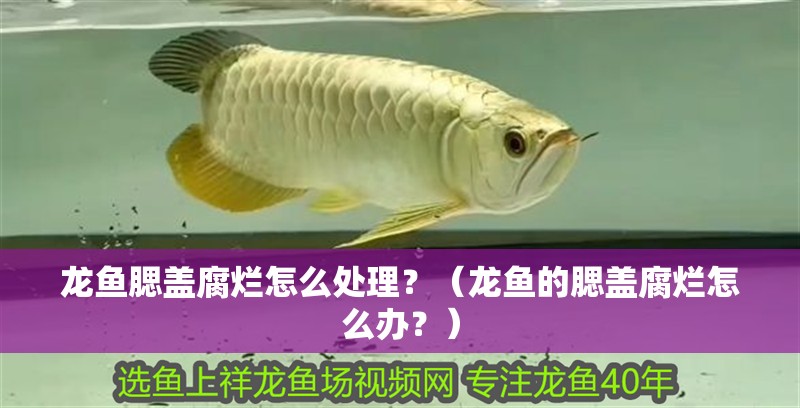龍魚腮蓋腐爛怎么處理？（龍魚的腮蓋腐爛怎么辦？） 龍魚腮蓋腐爛怎么處理？（龍魚的腮蓋腐爛怎么辦？） 龍魚百科
