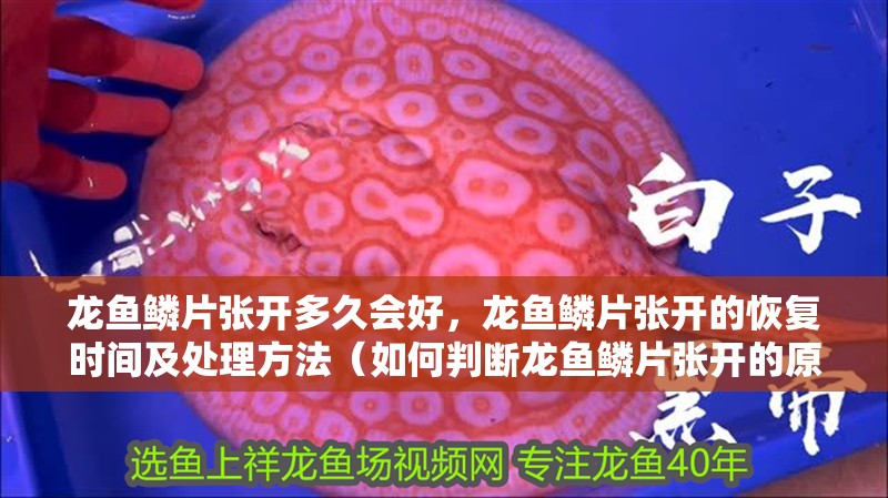 龍魚鱗片張開多久會好，龍魚鱗片張開的恢復(fù)時間及處理方法（如何判斷龍魚鱗片張開的原因？）