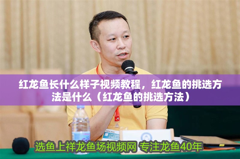 紅龍魚長什么樣子視頻教程，紅龍魚的挑選方法是什么（紅龍魚的挑選方法）