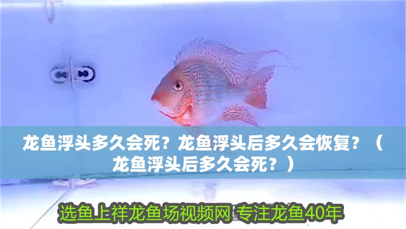 龍魚浮頭多久會死？龍魚浮頭后多久會恢復？（龍魚浮頭后多久會死？）