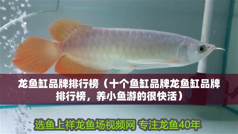 龍魚缸品牌排行榜（十個魚缸品牌龍魚缸品牌排行榜，養(yǎng)小魚游的很快活）