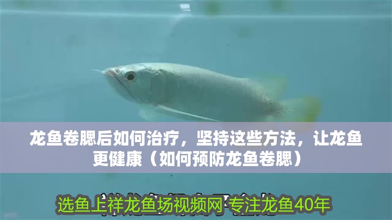 龍魚卷腮后如何治療，堅(jiān)持這些方法，讓龍魚更健康（如何預(yù)防龍魚卷腮）