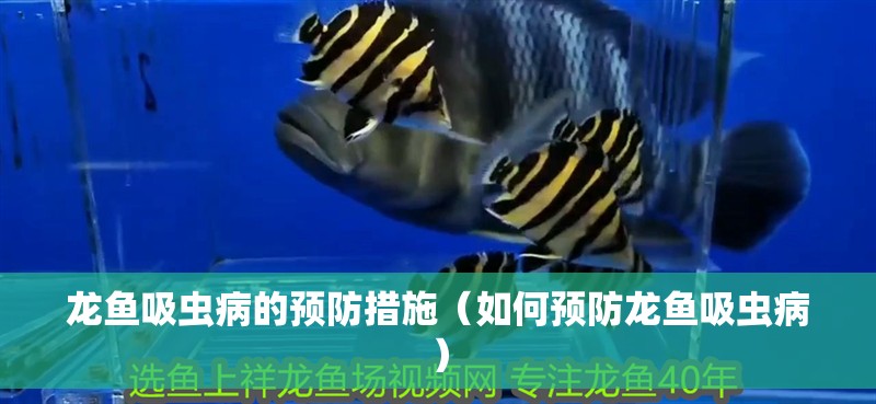 龍魚吸蟲病的預(yù)防措施（如何預(yù)防龍魚吸蟲病）