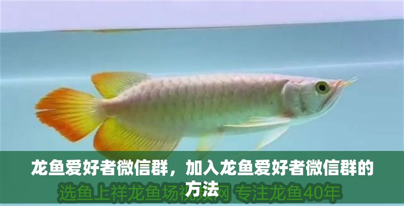 龍魚愛好者微信群，加入龍魚愛好者微信群的方法