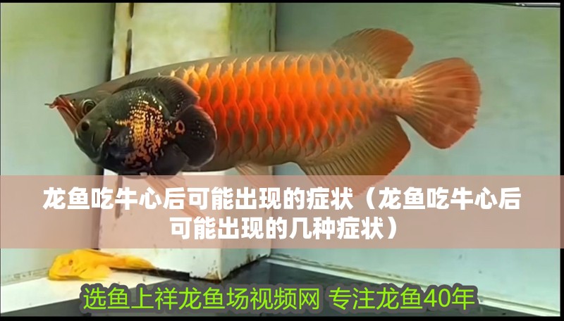 龍魚吃牛心后可能出現的癥狀（龍魚吃牛心后可能出現的幾種癥狀）