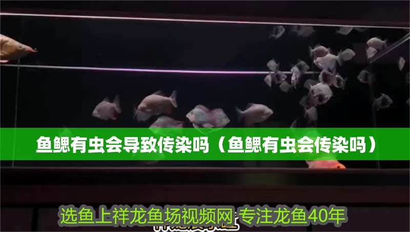 魚鰓有蟲會導(dǎo)致傳染嗎（魚鰓有蟲會傳染嗎）