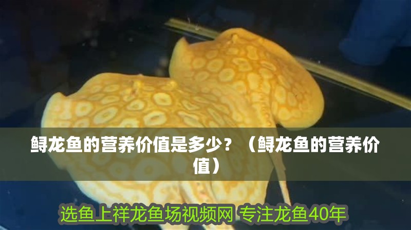 鱘龍魚的營養價值是多少？（鱘龍魚的營養價值）
