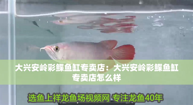 大興安嶺彩鰈魚缸專賣店：大興安嶺彩鰈魚缸專賣店怎么樣