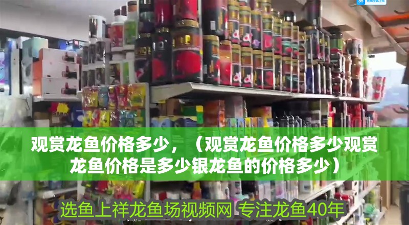觀賞龍魚價(jià)格多少，（觀賞龍魚價(jià)格多少觀賞龍魚價(jià)格是多少銀龍魚的價(jià)格多少）