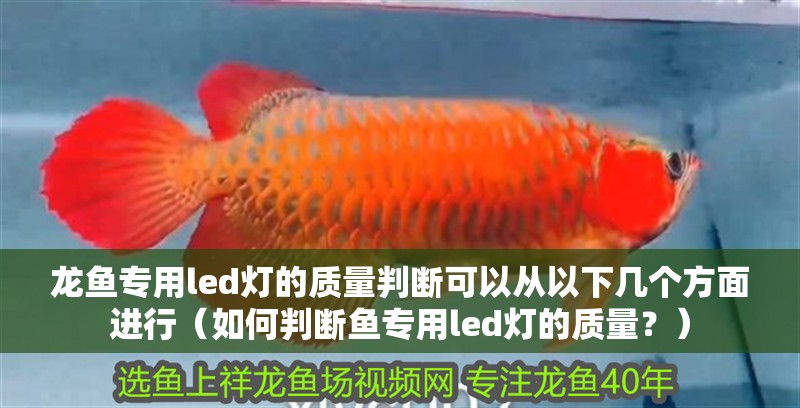 魚缸用增氧泵價格是多少:魚缸增氧機-xtrac增氧機-xtrac增氧機 龍魚專用led燈的質量判斷可以從以下幾個方面進行(如何判斷魚專用led燈的質量?) 龍魚百科 龍魚專用led燈的質量判斷可以從以下幾個方面進行(如何判斷魚專用led燈的質量?) 龍魚專用led燈的質量判斷可以從以下幾個方面進行(如何判斷魚專用led燈的質量?) 龍魚百科