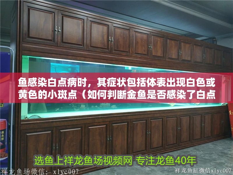 魚感染白點病時，其癥狀包括體表出現白色或黃色的小斑點（如何判斷金魚是否感染了白點病？）