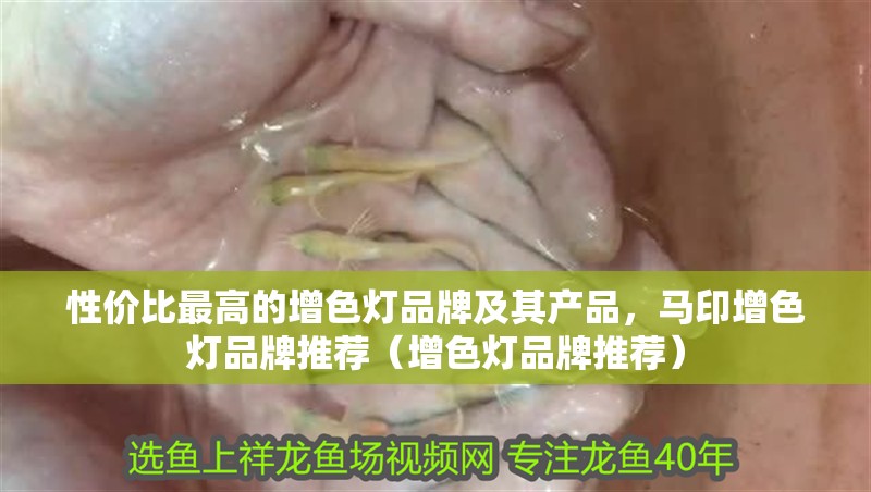性價比最高的增色燈品牌及其產品，馬印增色燈品牌推薦（增色燈品牌推薦）