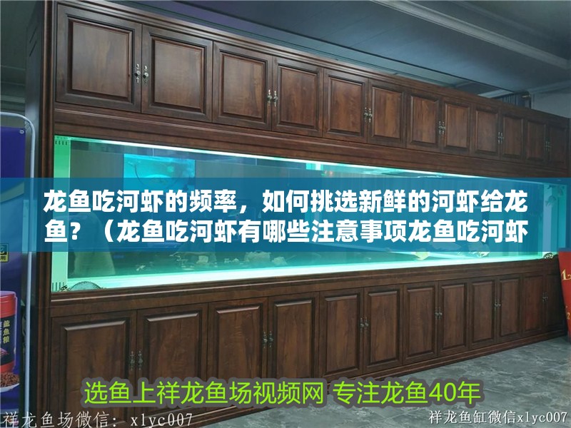 龍魚(yú)吃河蝦的頻率，如何挑選新鮮的河蝦給龍魚(yú)？（龍魚(yú)吃河蝦有哪些注意事項(xiàng)龍魚(yú)吃河蝦有哪些注意事項(xiàng)） 龍魚(yú)吃河蝦的頻率，如何挑選新鮮的河蝦給龍魚(yú)？（龍魚(yú)吃河蝦有哪些注意事項(xiàng)龍魚(yú)吃河蝦有哪些注意事項(xiàng)） 龍魚(yú)百科