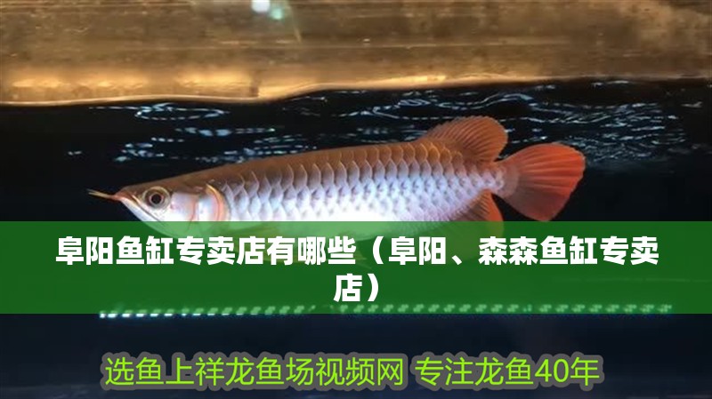 阜陽(yáng)魚缸專賣店有哪些（阜陽(yáng)、森森魚缸專賣店）