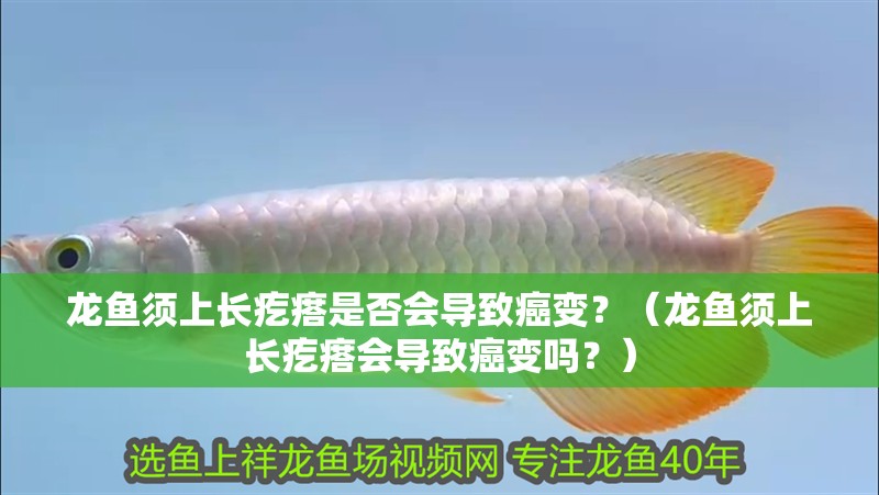 龍魚須上長疙瘩是否會導(dǎo)致癌變？（龍魚須上長疙瘩會導(dǎo)致癌變嗎？）