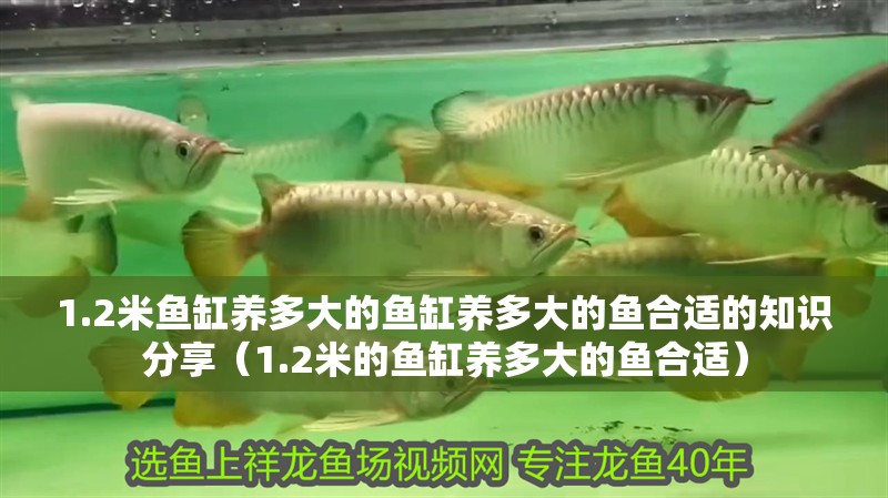1.2米魚缸養多大的魚缸養多大的魚合適的知識分享（1.2米的魚缸養多大的魚合適）