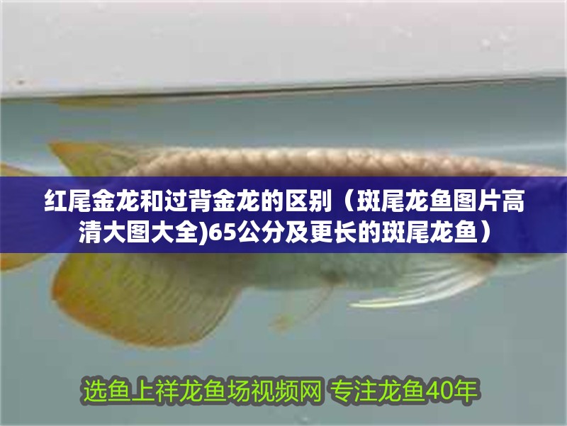 紅尾金龍和過背金龍的區別（斑尾龍魚圖片高清大圖大全)65公分及更長的斑尾龍魚）