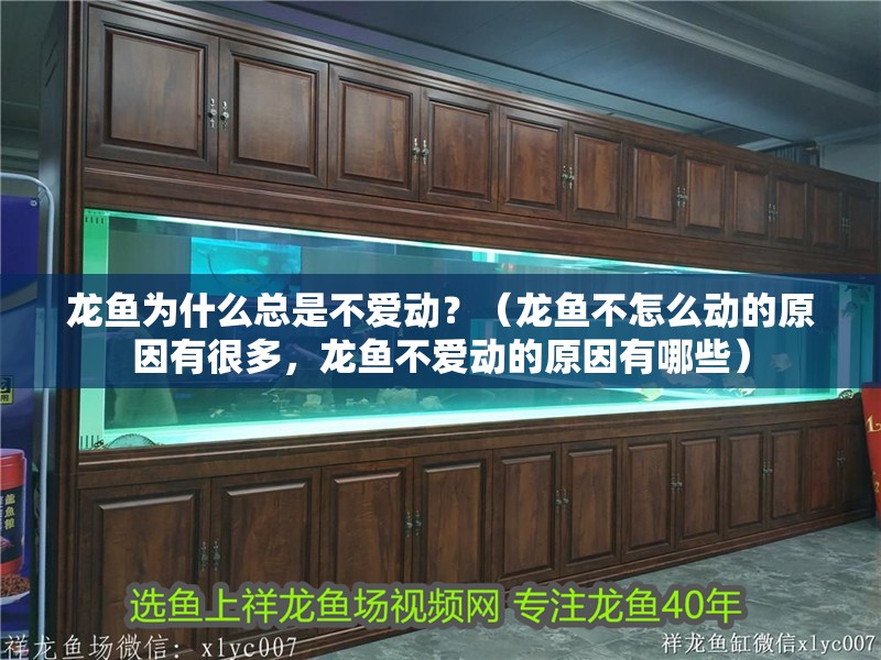 龍魚為什么總是不愛動(dòng)？（龍魚不怎么動(dòng)的原因有很多，龍魚不愛動(dòng)的原因有哪些）