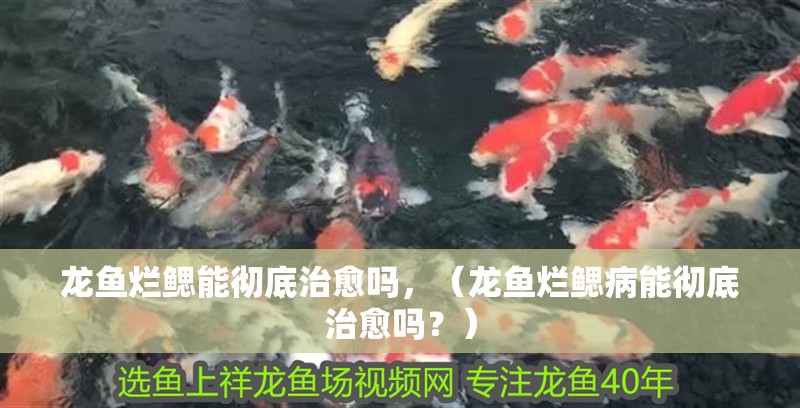龍魚爛鰓能徹底治愈嗎，（龍魚爛鰓病能徹底治愈嗎？）