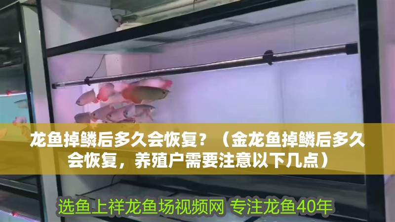 龍魚掉鱗后多久會恢復？（金龍魚掉鱗后多久會恢復，養殖戶需要注意以下幾點）