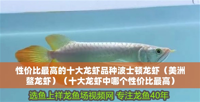 魚缸過濾器選購指南:自制魚缸過濾器魚缸上置過濾器對于養魚愛好者的必備知識 性價比最高的十大龍蝦品種波士頓龍蝦(美洲鰲龍蝦)(十大龍蝦中哪個性價比最高) 龍魚百科 性價比最高的十大龍蝦品種波士頓龍蝦(美洲鰲龍蝦)(十大龍蝦中哪個性價比最高) 性價比最高的十大龍蝦品種波士頓龍蝦(美洲鰲龍蝦)(十大龍蝦中哪個性價比最高) 龍魚百科