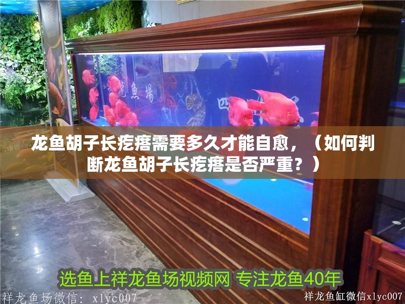龍魚胡子長疙瘩需要多久才能自愈，（如何判斷龍魚胡子長疙瘩是否嚴重？）