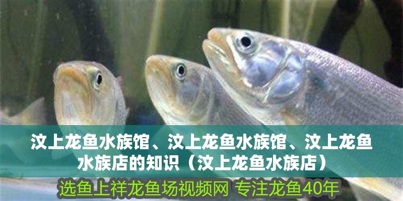 汶上龍魚水族館、汶上龍魚水族館、汶上龍魚水族店的知識(shí)（汶上龍魚水族店）