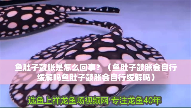 魚肚子鼓脹是怎么回事？（魚肚子鼓脹會自行緩解嗎魚肚子鼓脹會自行緩解嗎）