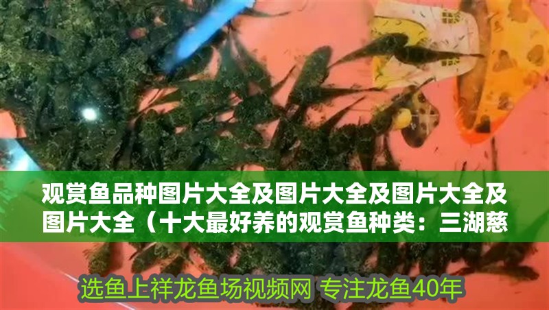 觀賞魚品種圖片大全及圖片大全及圖片大全及圖片大全（十大最好養的觀賞魚種類：三湖慈鯛魚，三湖慈鯛魚） 觀賞魚品種圖片大全及圖片大全及圖片大全及圖片大全（十大最好養的觀賞魚種類：三湖慈鯛魚，三湖慈鯛魚） 觀賞魚百科
