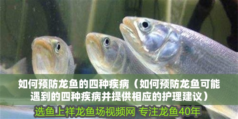 如何預(yù)防龍魚的四種疾病（如何預(yù)防龍魚可能遇到的四種疾病并提供相應(yīng)的護理建議）