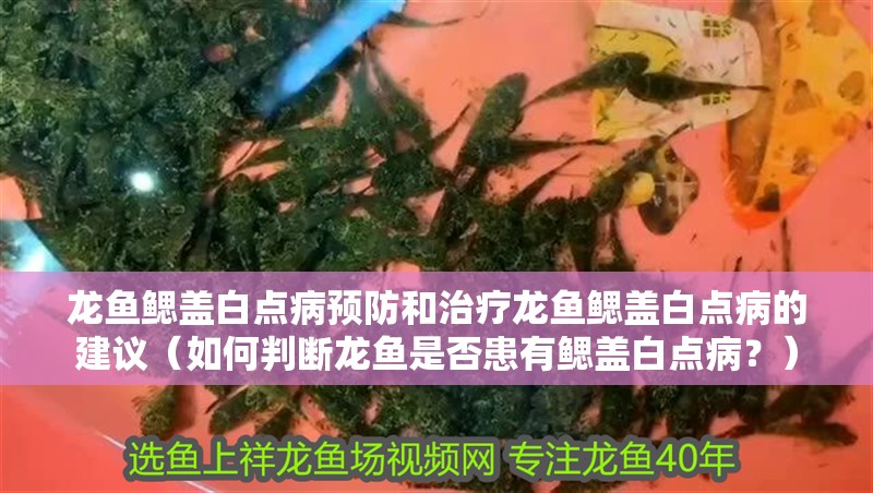 龍魚鰓蓋白點病預(yù)防和治療龍魚鰓蓋白點病的建議（如何判斷龍魚是否患有鰓蓋白點病？）