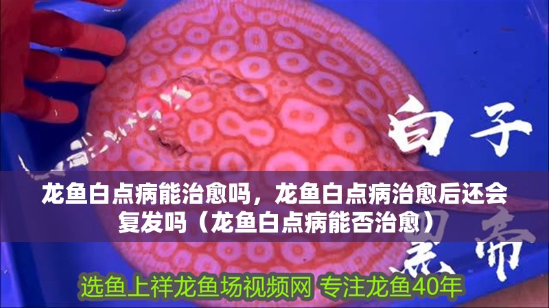 龍魚白點病能治愈嗎，龍魚白點病治愈后還會復發嗎（龍魚白點病能否治愈）