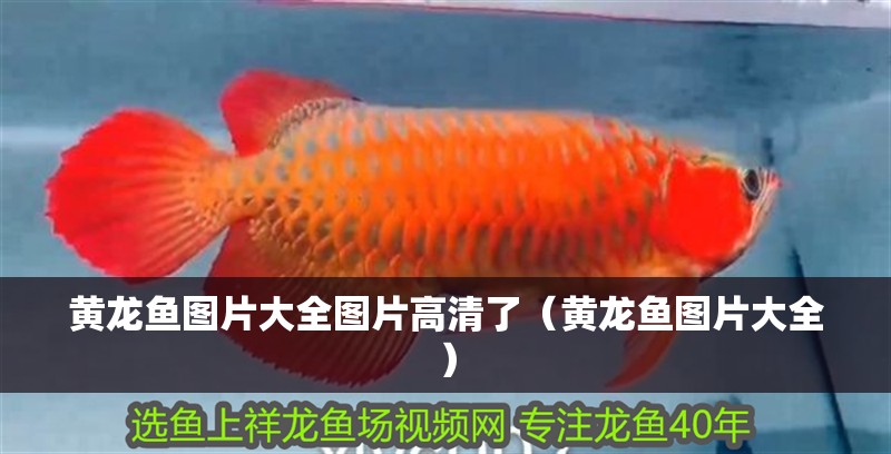 黃龍魚圖片大全圖片高清了（黃龍魚圖片大全）