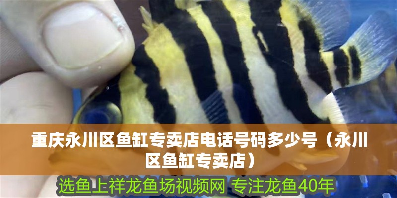 重慶永川區魚缸專賣店電話號碼多少號（永川區魚缸專賣店）