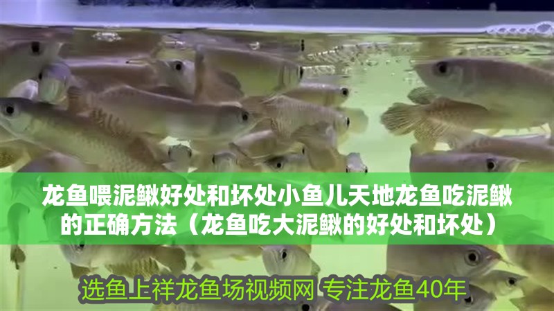 龍魚喂泥鰍好處和壞處小魚兒天地龍魚吃泥鰍的正確方法（龍魚吃大泥鰍的好處和壞處）
