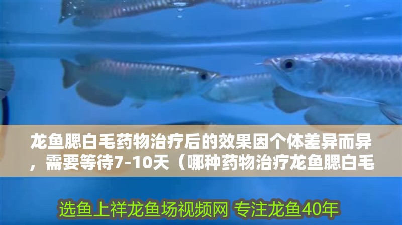 龍魚腮白毛藥物治療后的效果因個體差異而異，需要等待7-10天（哪種藥物治療龍魚腮白毛最有效？）