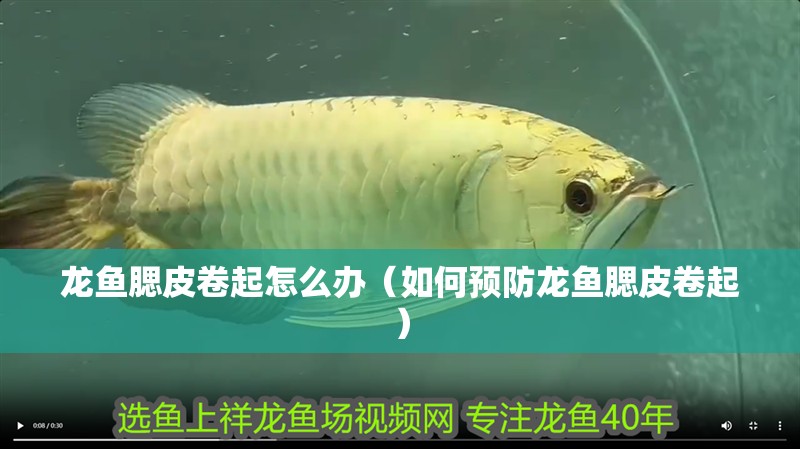 龍魚腮皮卷起怎么辦（如何預防龍魚腮皮卷起）