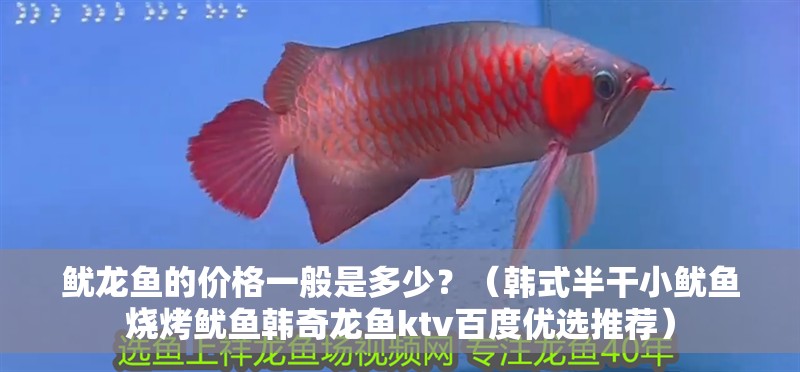 魷龍魚的價格一般是多少？（韓式半干小魷魚燒烤魷魚韓奇龍魚ktv百度優選推薦）