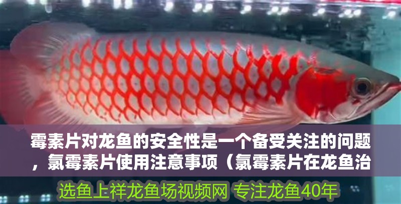 霉素片對(duì)龍魚(yú)的安全性是一個(gè)備受關(guān)注的問(wèn)題，氯霉素片使用注意事項(xiàng)（氯霉素片在龍魚(yú)治療中的使用注意事項(xiàng)）